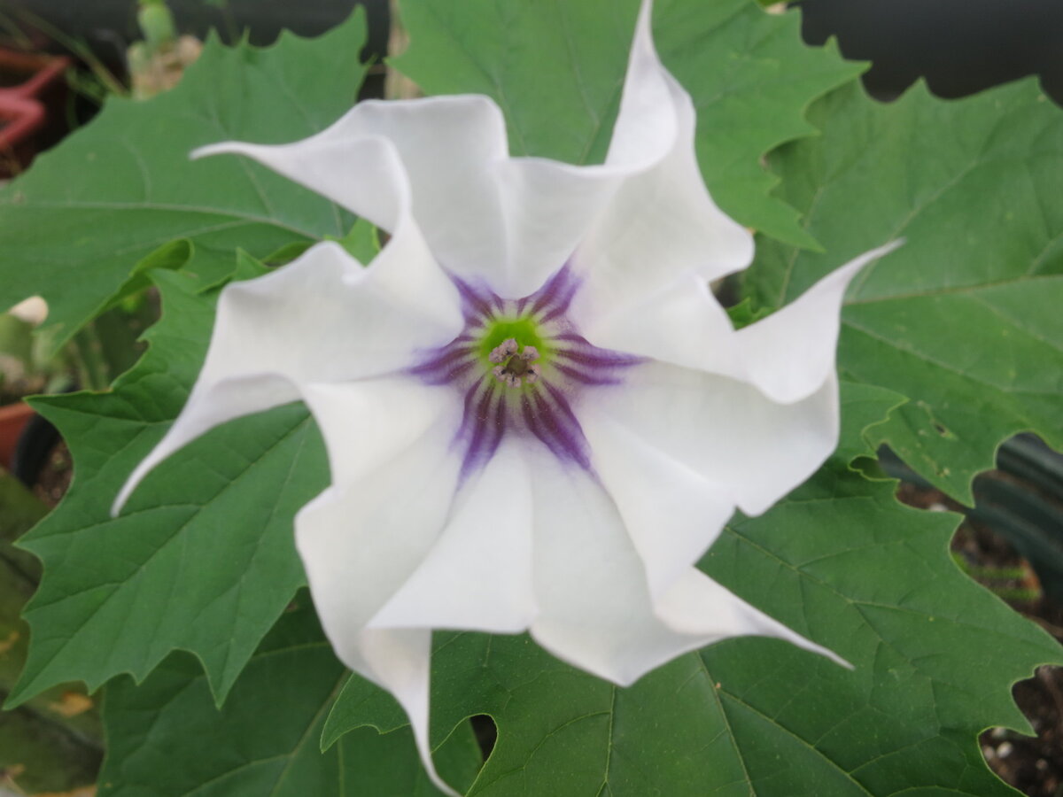 Дурман обыкновенный. Фото World Seed Supply