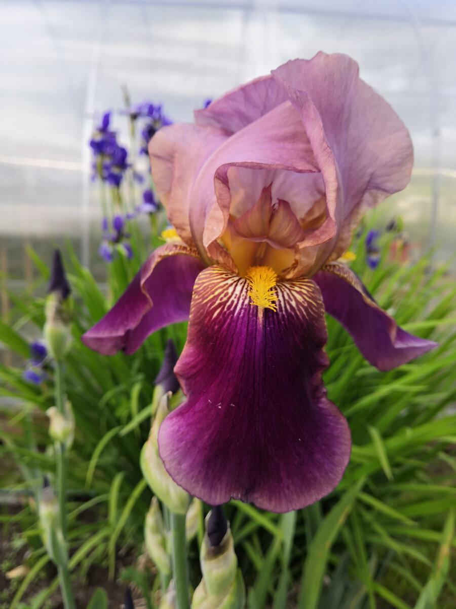 Новый Ирисик! 