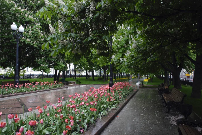 Никитский бульвар. Фото из открытых источников Яндекс.Картинки