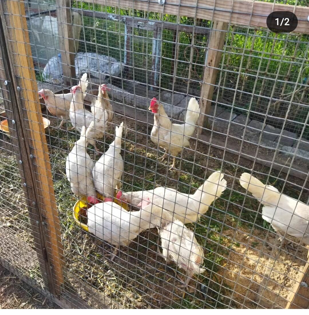 Объединили кур