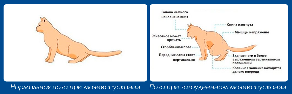 Мочекаменная болезнь у кошек. Мочекаменная болезнь у животных. Мочекаменная болезнь мкб у кота.