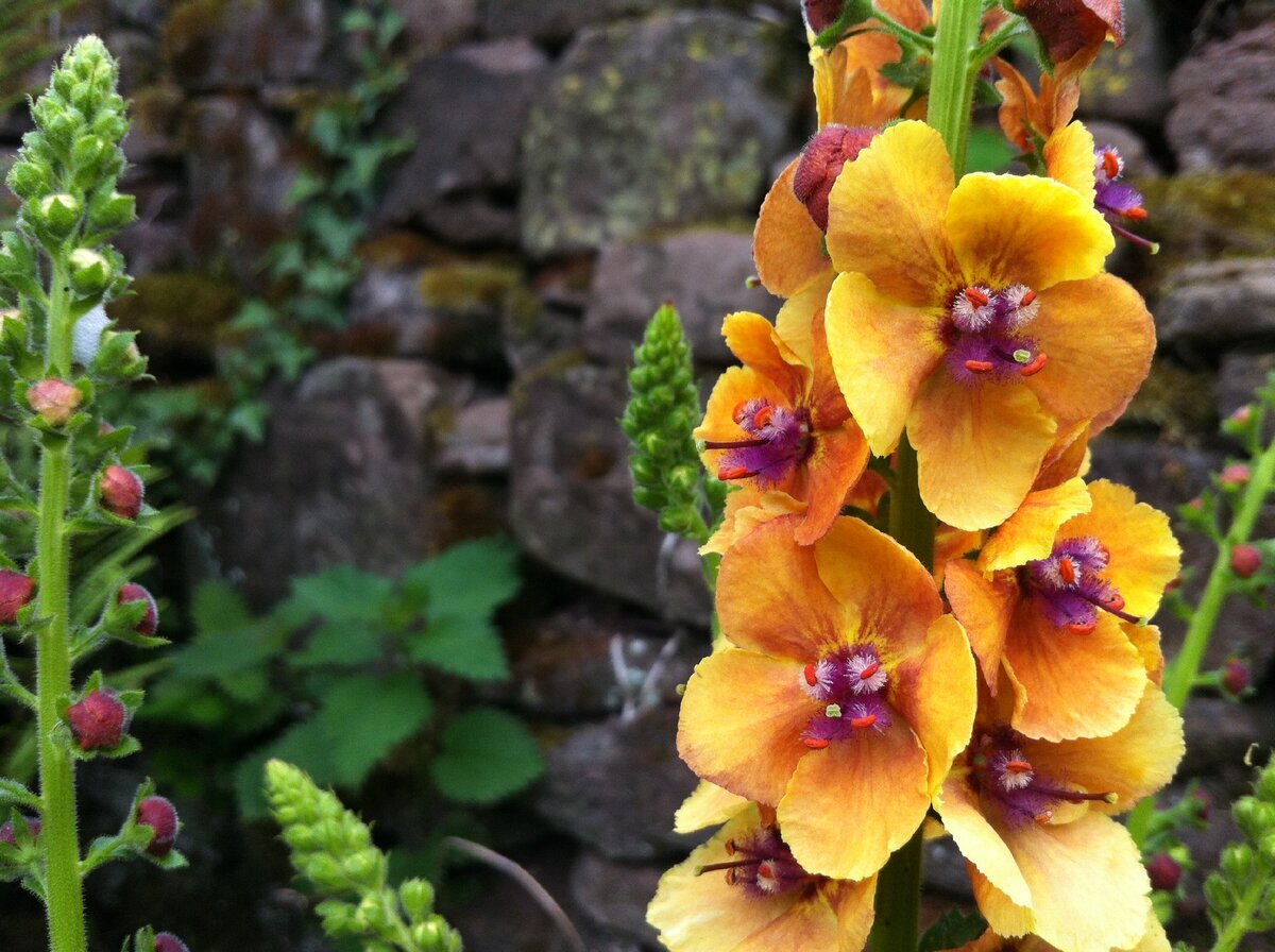 Коровяк Verbascum Honey Dijon