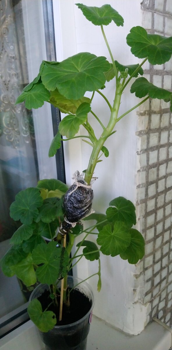 Вот так накрутила ком для наращивания корней