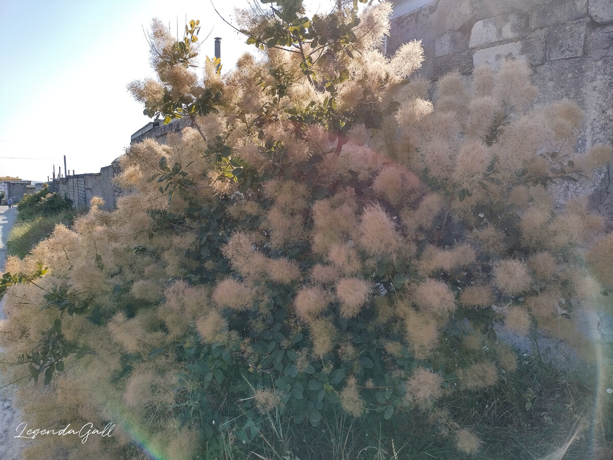 Вот такие кустики растут вдоль дороги. Пушистые, как заячьи хвостики ))