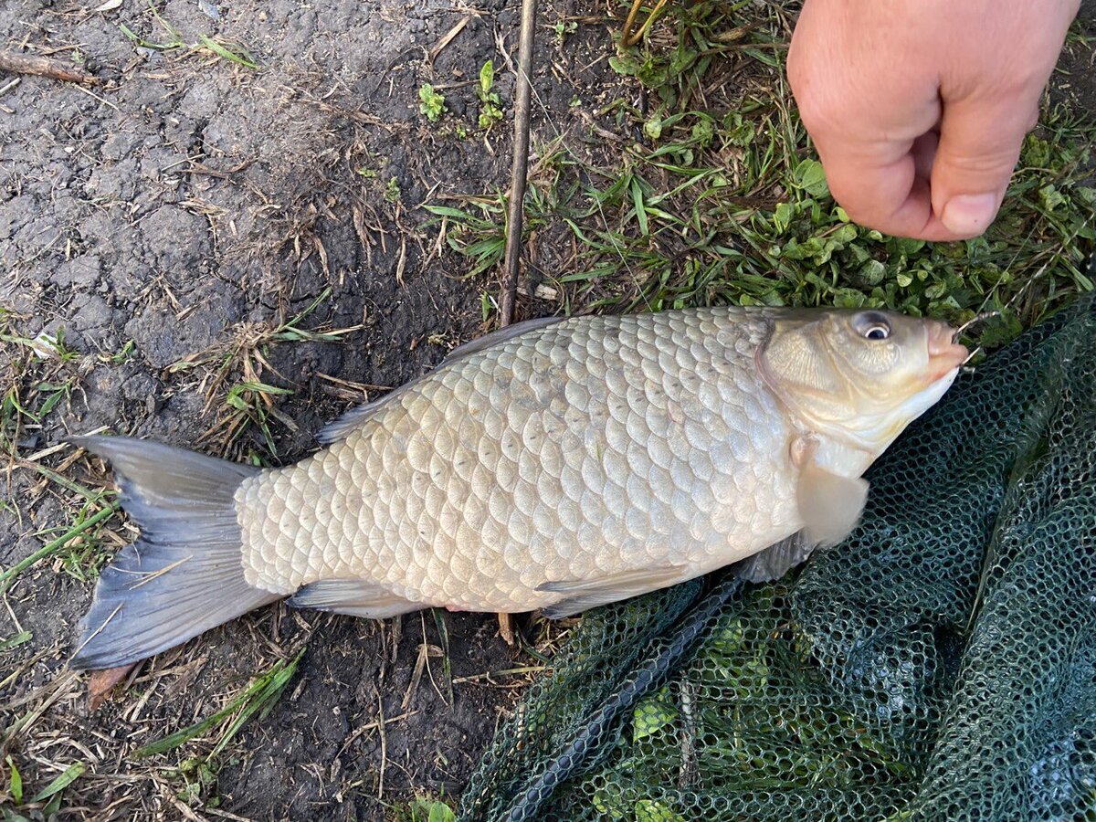 Рыбалка в Белгородской области. Хутор Церковный | FISHINGENE / Блог о  рыбалке | Дзен