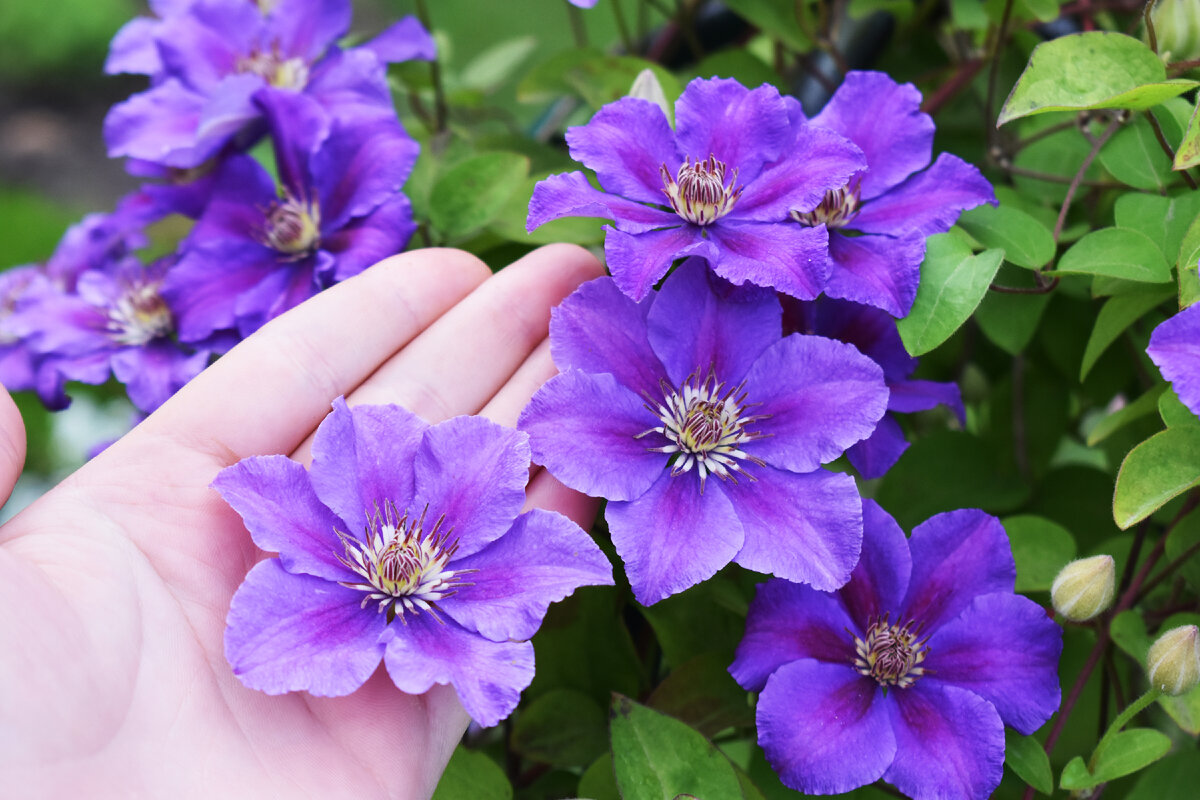 Клематис ашва Clematis Ashva