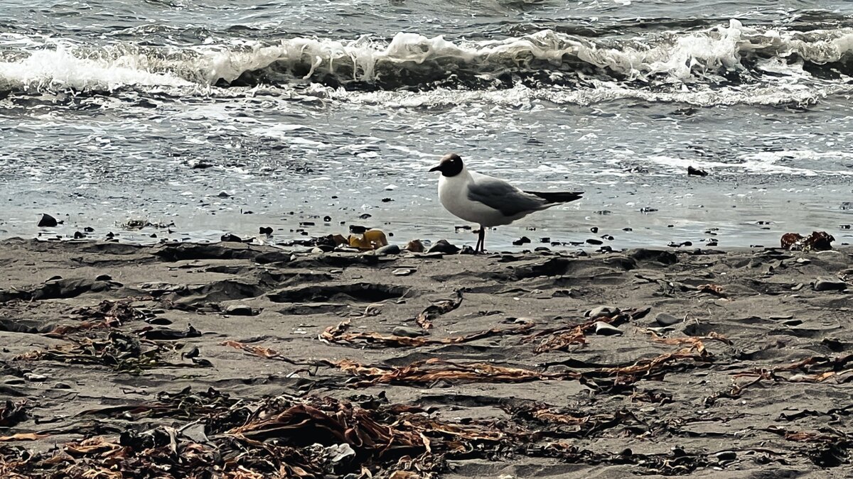     Нижегородцы заметили трупы чаек на Оке. Об этом они рассказали в соцсетях.