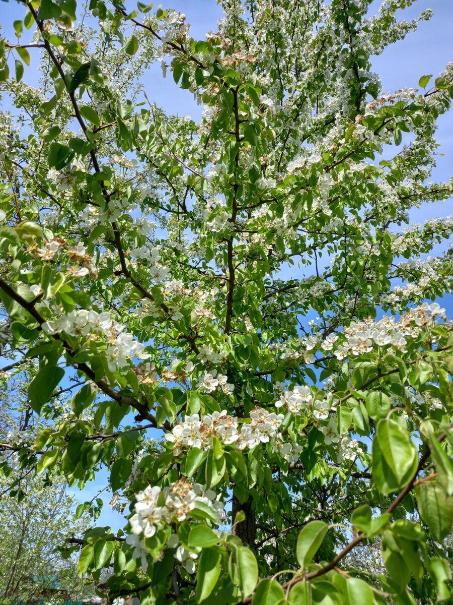 Груша Брянская красавица. Саженцы из Тимирязевки везли. Фото автора.