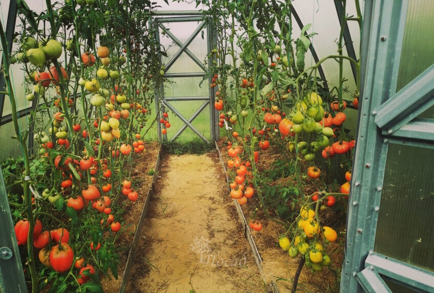 Без дополнительного питания ТАКУЮ нагрузку плодами корни просто не выдержат. Поэтому, чтобы получить урожай, кормить надо. Но кормить сбалансировано! Моя теплица. Часть нижних спелых томатов мои "короеды" уже подъели, поэтому, картина неполная.