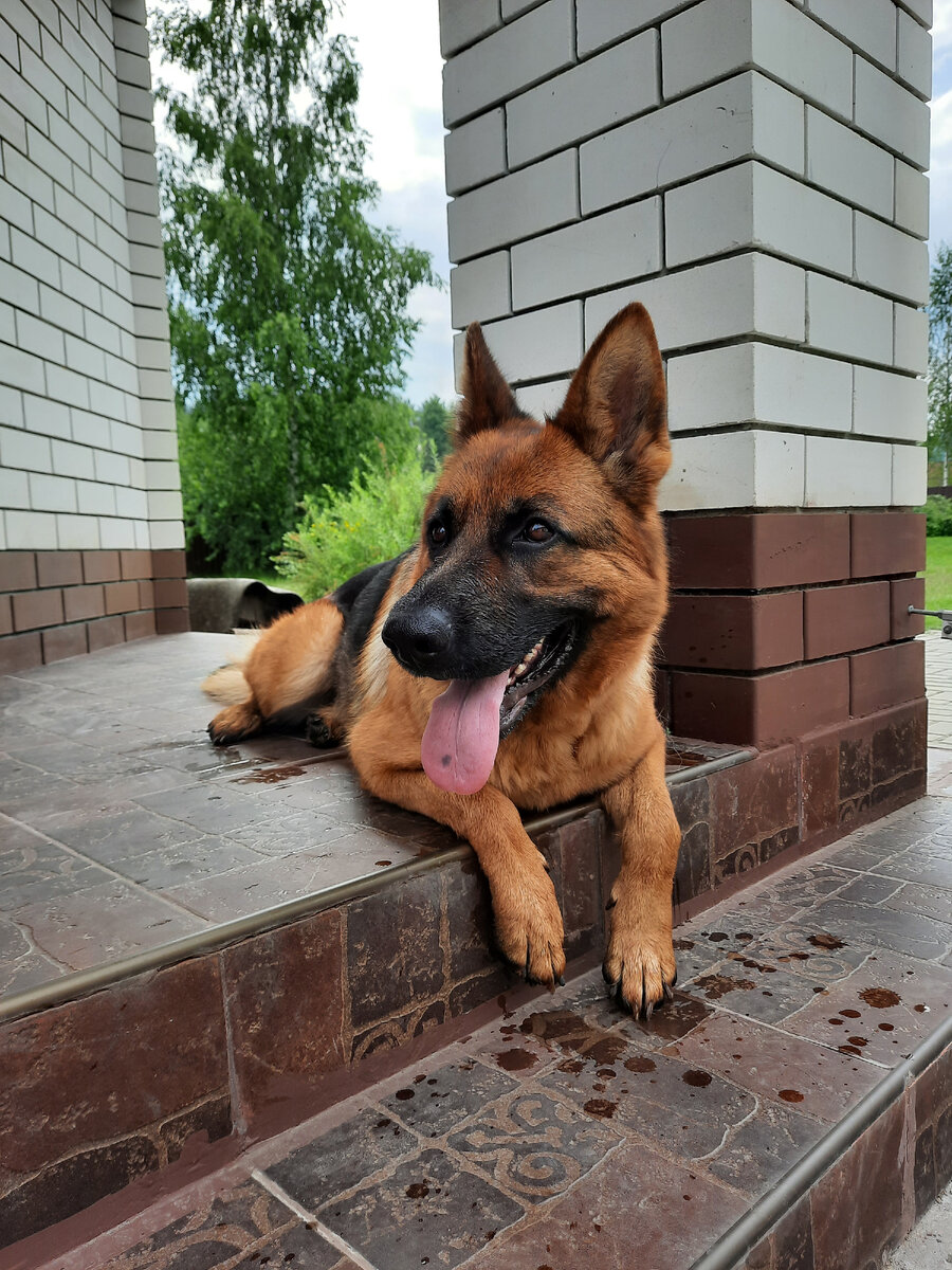 На улице дожди всю неделю, Берта прячется под крышей дома.