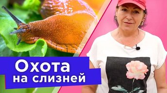 Избавьтесь от слизней без химии быстро и весело! Эффективные способы борьбы со слизнями для каждого