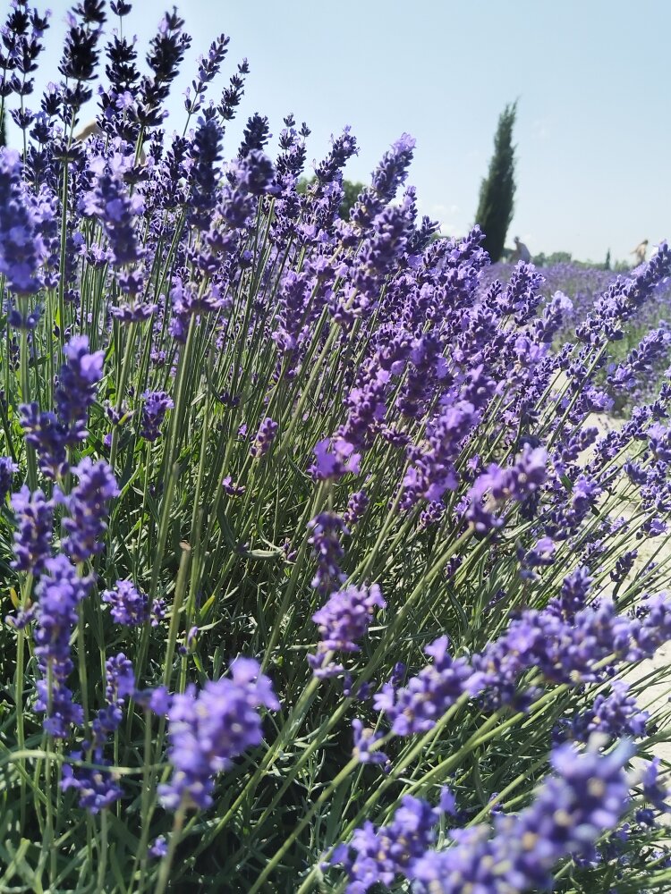 Грасс ницца прованс лавандовые поля. Лавандовое поле анапа. Лавандовый цвет. Фото прованс с лавандой. Лавандовое дерево.