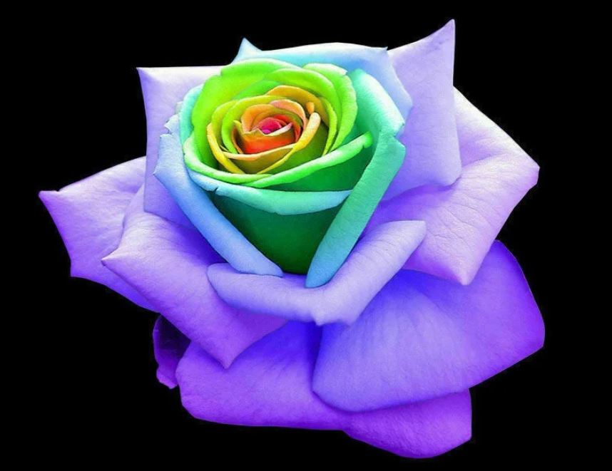 Какими цветами бывают розы. Роза грандиоза. Необыкновенные розы с разными цветами. Какова цвета розы. Роза индиго.