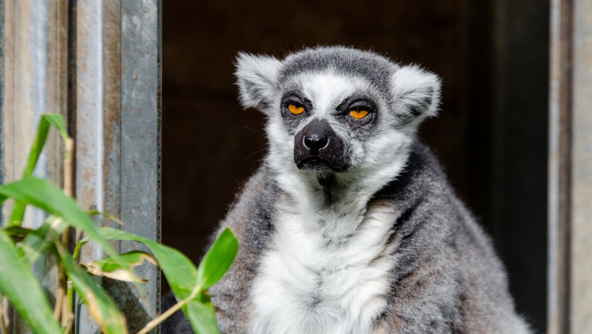     В парке «Лога» хутора Старая Станица от отравления чипсами погиб лемур Граф, об этом объявили в пресс-службе парка.