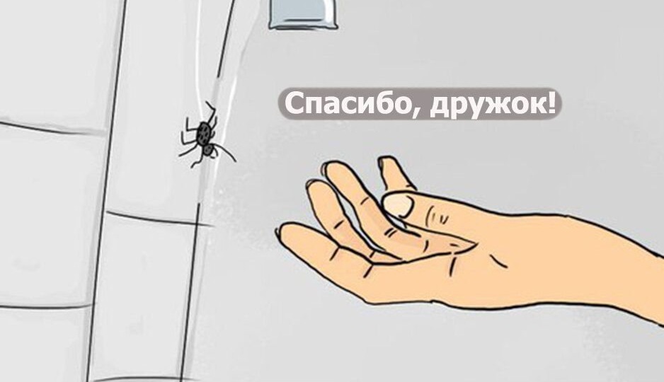 Если паук живёт под ванной, на какие проблемы в доме это может указывать? Никакой мистики, только реальные факты
