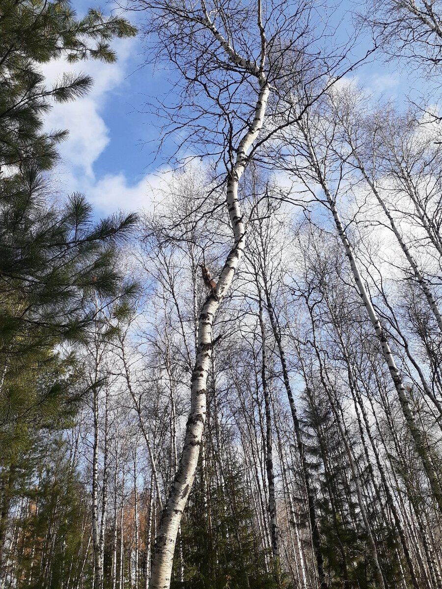 Просто природа. Может, было...