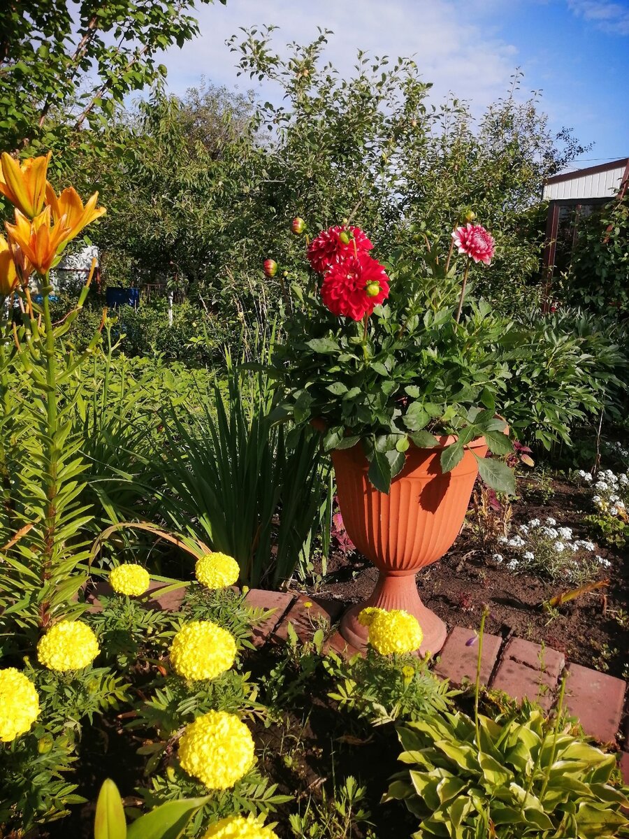 Георгин в горшке зацвел