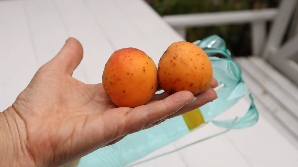 абрикосы собирала. сбор урожая в саду. абрикосы собирала. абрикосы собирала. фермер с абрикосами.