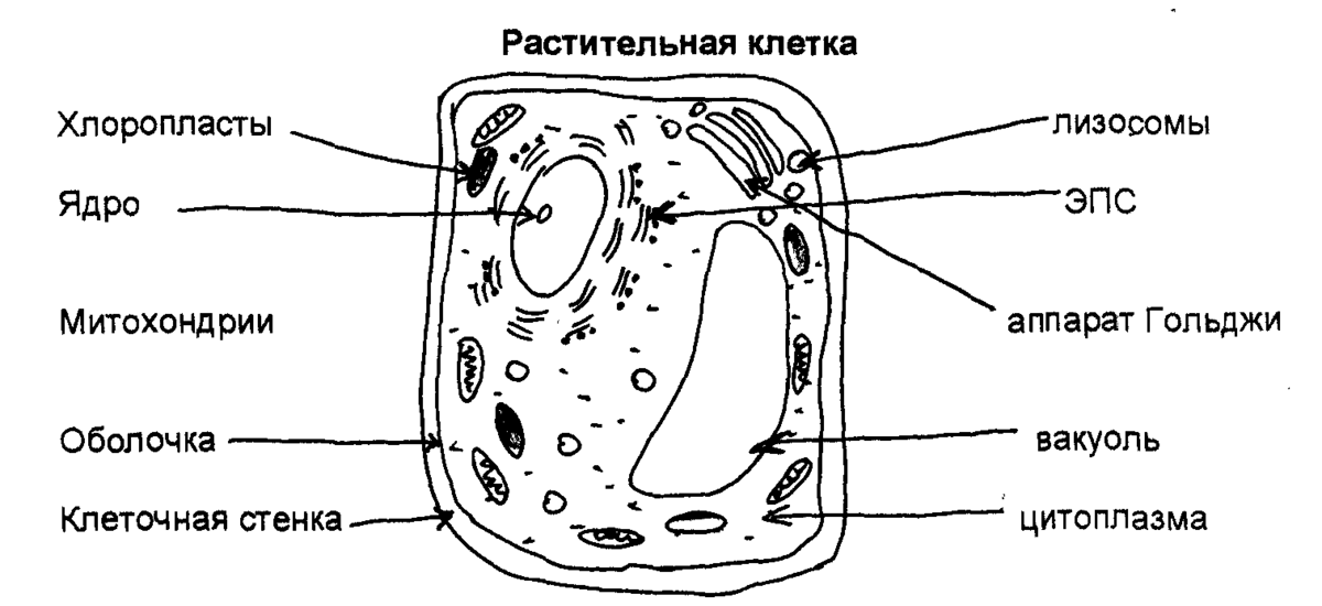 Схема строения клетки 5 класс