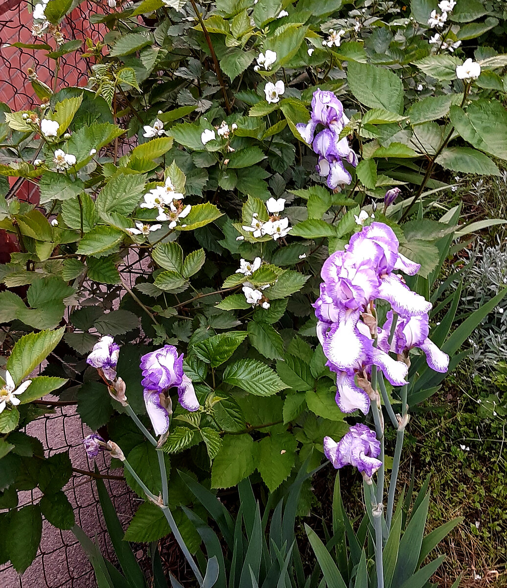 Цветение Мадам Шеро и ежевики Натчез