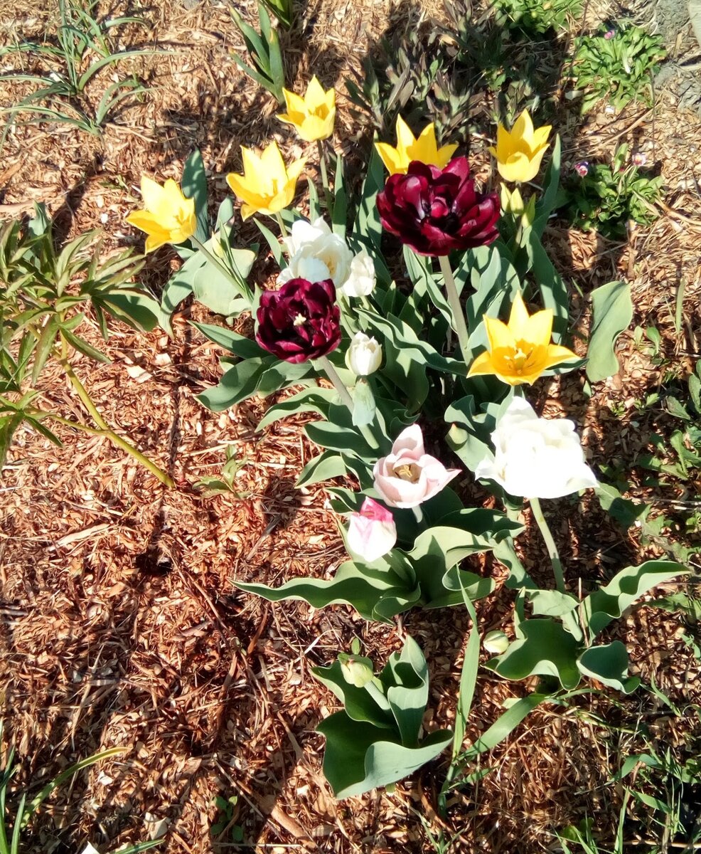 Стихийно, но на самом деле очень удачно подобрался букет тюльпанов. И да, это июнь. 