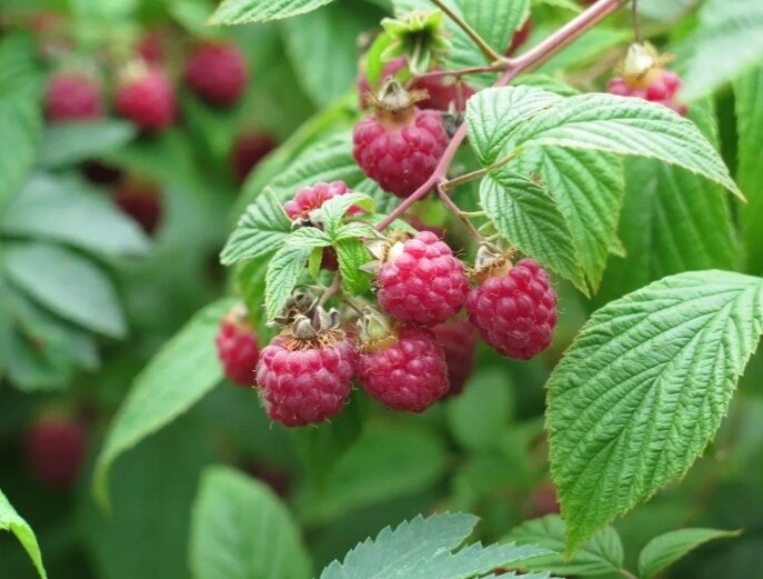 Фото из открытых источников 