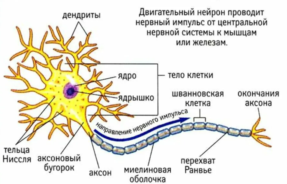 Тела нервных клеток. Структура двигательного нейрона. Строение двигательного нейрона. Строение нейрона Аксон. Схематическое строение двигательного нейрона.