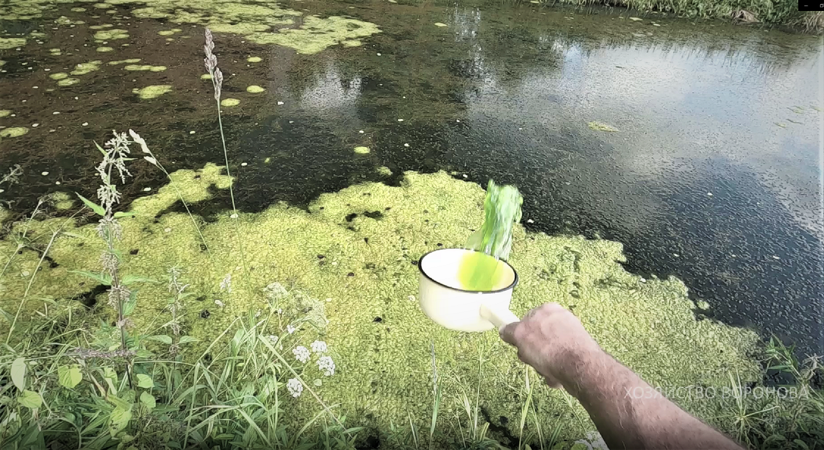 Покрылся инеем. Первые заморозки осенью для детей в детском саду. Шенгси деревня в китае. Июльское пруд. Покрываться растительностью.