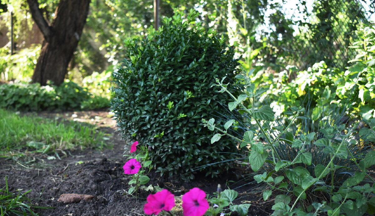 Самшит, который я формирую шариком