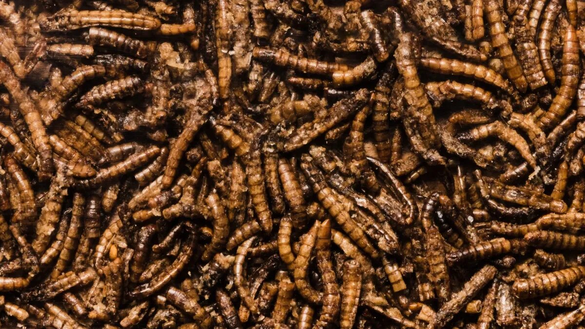 Важно оценить степень заражения продукта. Фото: Pxfuel.com