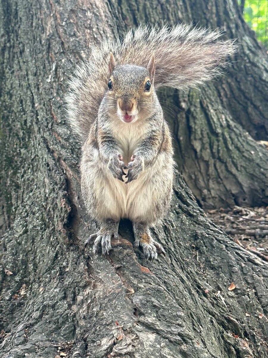 Ох уж эти белочки | Rina🐿️🐿️🐿️ | Дзен