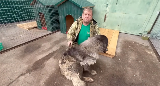 Из многострадального Донецкого зоопарка недавно привезли кавказскую овчарку. Собака была в плохом состоянии: крайне напугана военными событиями, шерсть свалялась, проблемы со здоровьем.-2