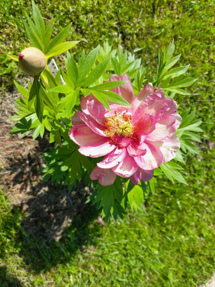 Джулия Роуз, ИТОшка. Затратно. Но, это такой праздник для души!