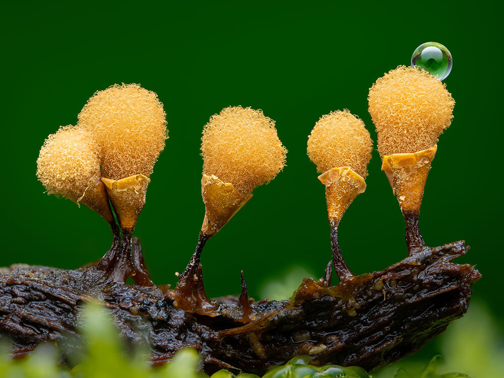 Nathan Benstead. Hemitriachia calyucata. Sony A7R IV, Laowa 100mm f/2.8, 1/200sec at f/8, ISO 200.Nathan Benstead. Hemitriachia calyucata. Sony A7R IV, Laowa 100mm f/2.8, 1/200sec at f/8, ISO 200.