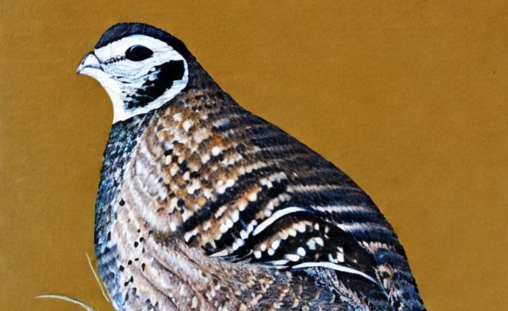    Коровье молозиво для японских перепелов вместо антибиотиков