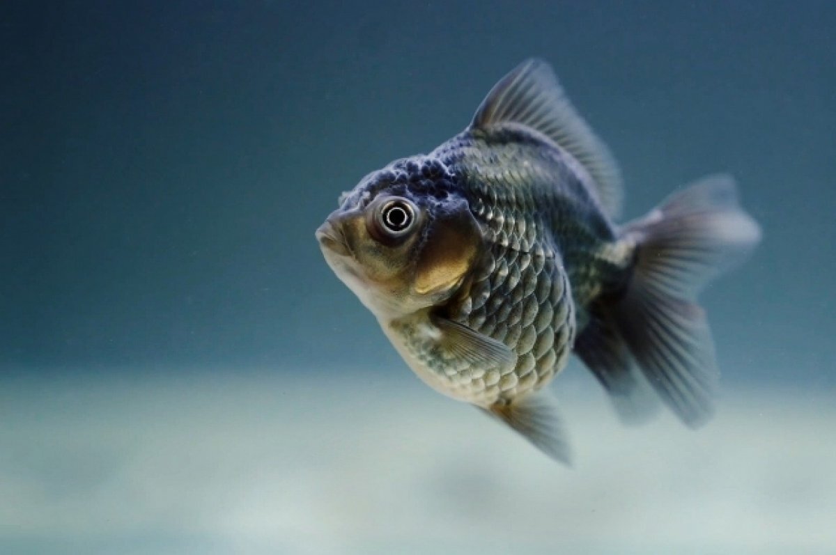    6 браконьеров на водоёмах в Бузулуке пойманы с мая по июнь