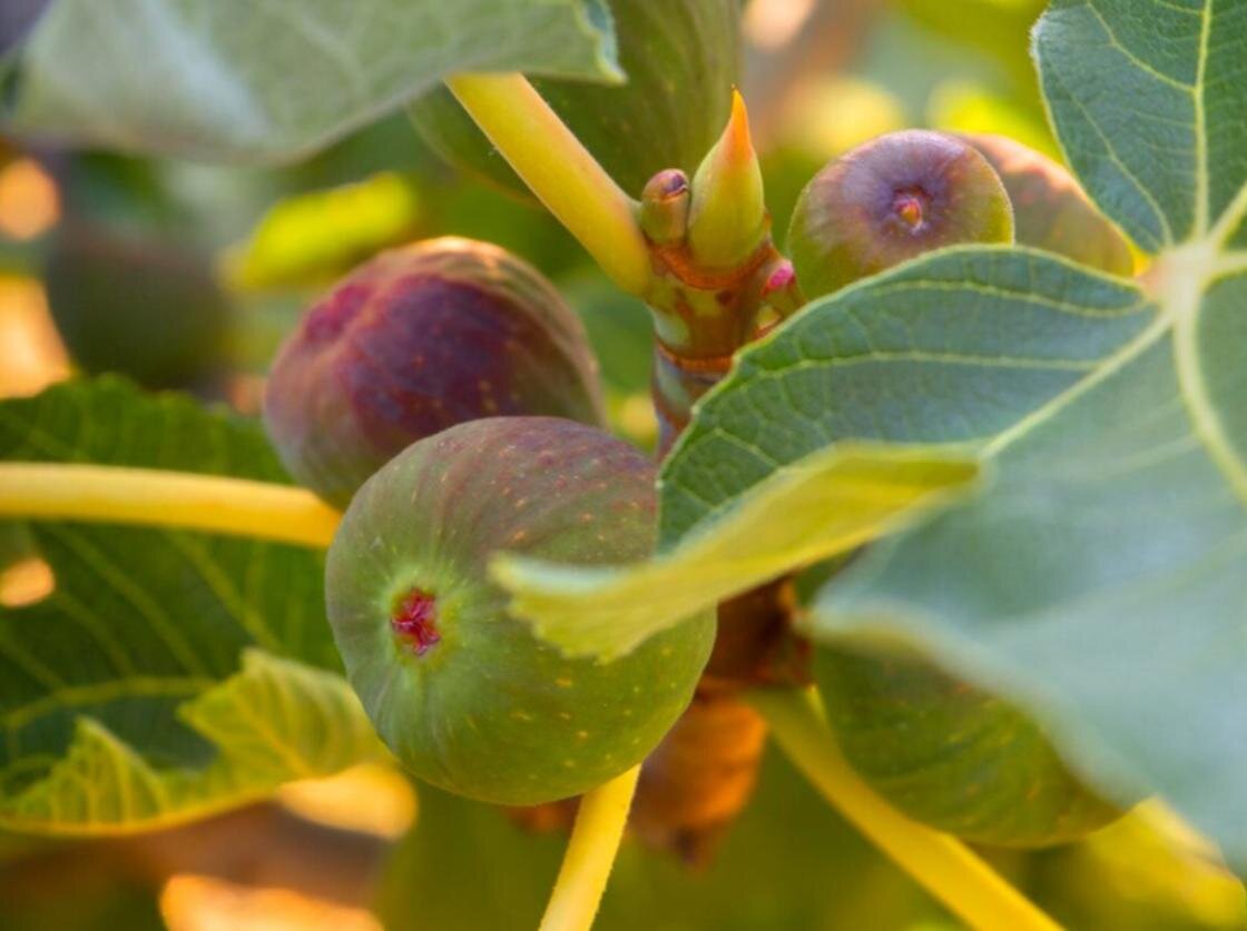    Фиговое дерево с плодами:Freepik