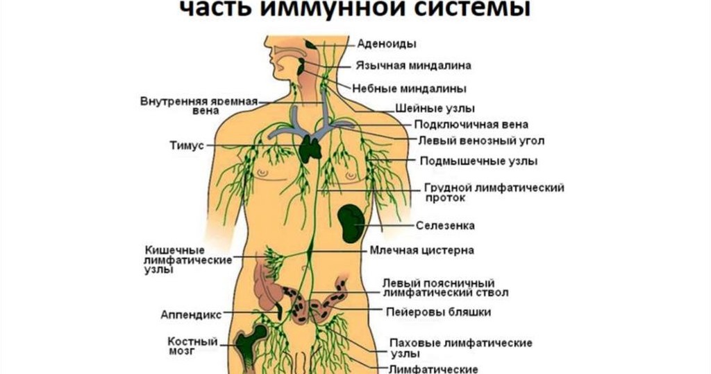 Важность лимфатической системы для здоровья человека. Об этом не говорит 80% докторов