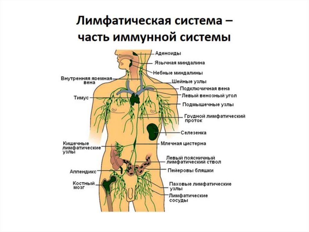 Лимфатическая система человека схема узлов