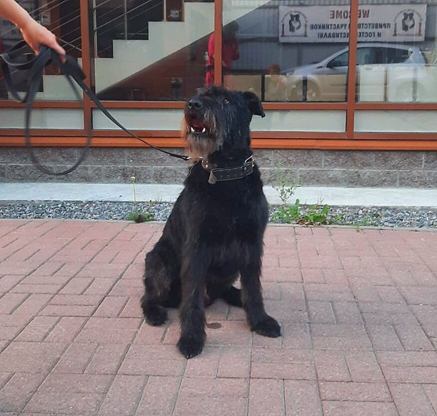 Блэк летом после наведения марафета