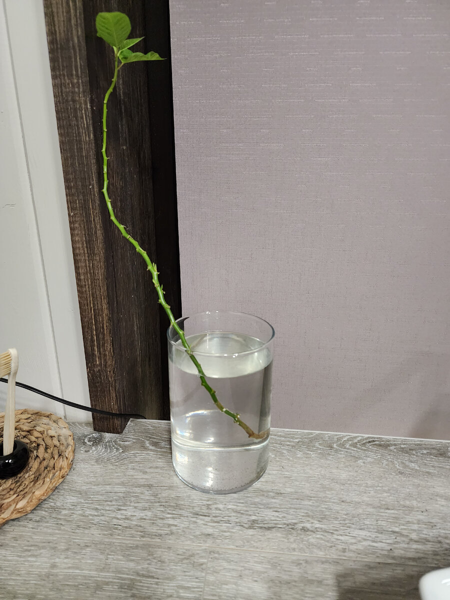 Первый проверочный эксперимент на 1 ветке - будет расти или нет? Будет, листайте -