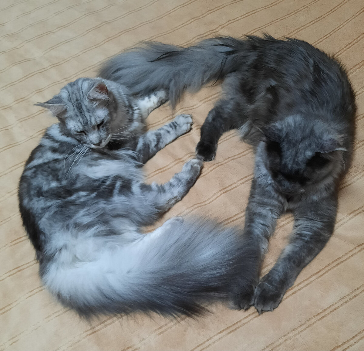 Барсик и Марсик, 21.03.2023 