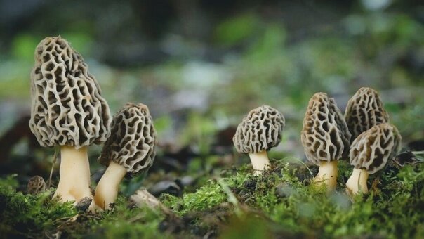 Вырастить сморчки дома - невозможно