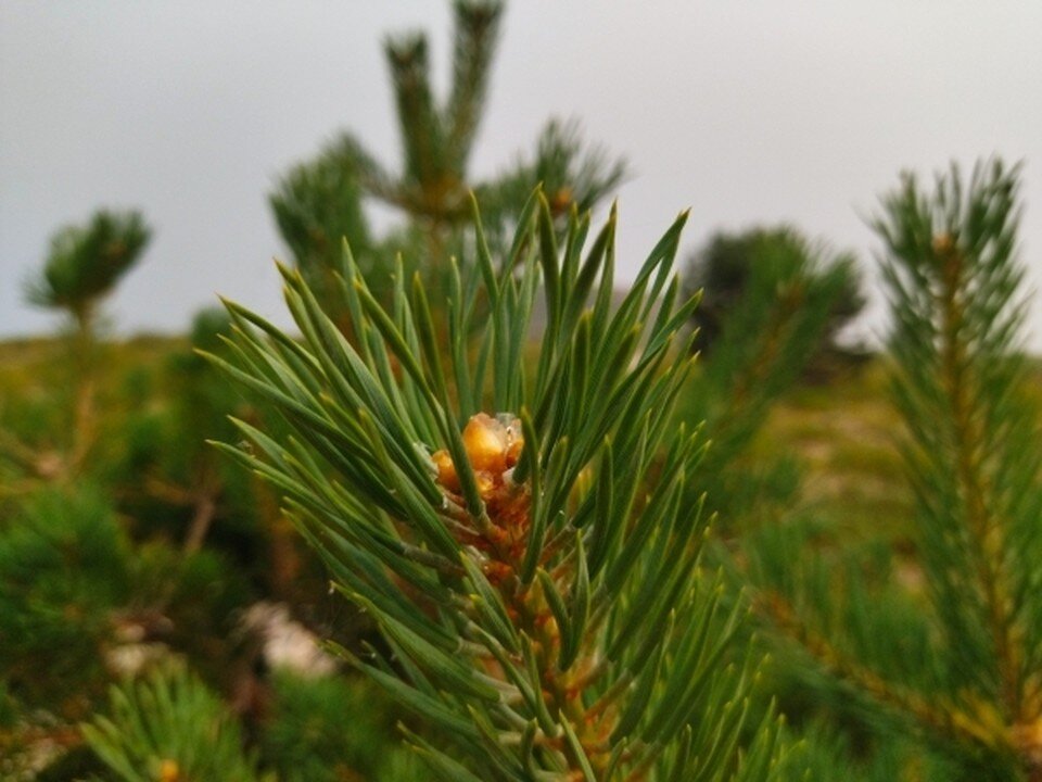     Неизвестные вывозили кедры вместе с землей. Яна ЛИСИНА