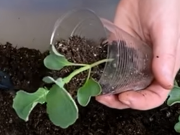 Пикировка рассады капусты в положении лёжа. Скрин фото автора