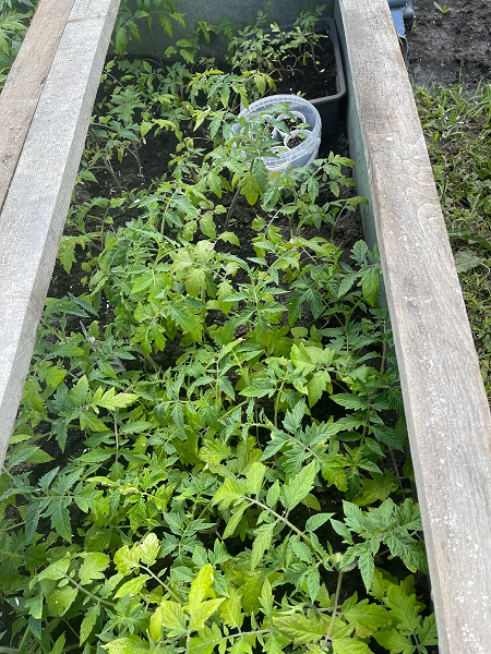 РАССАДА В ПАРНИКЕ