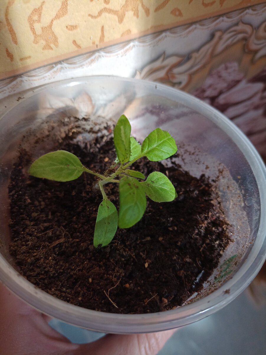 Гном томатный