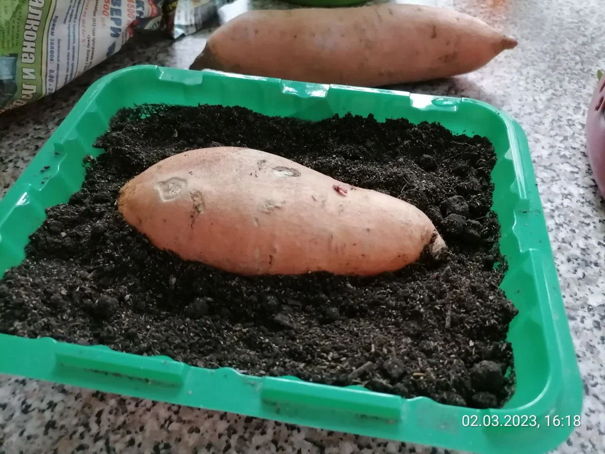 Начала проращивать батат