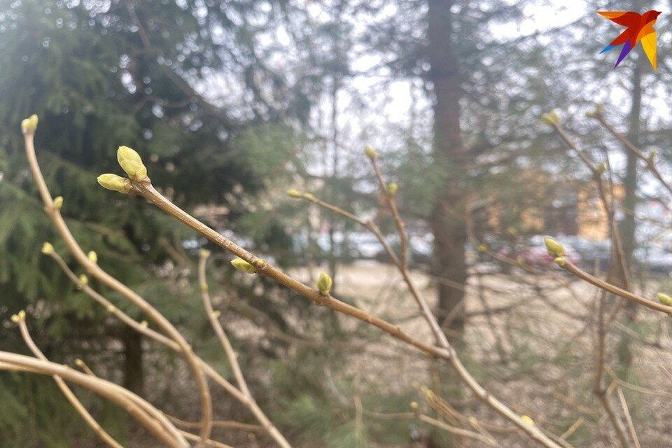     Синоптики предупредили, что конец марта и начало апреля в Беларуси будут холодными. Фото: архив «КП»