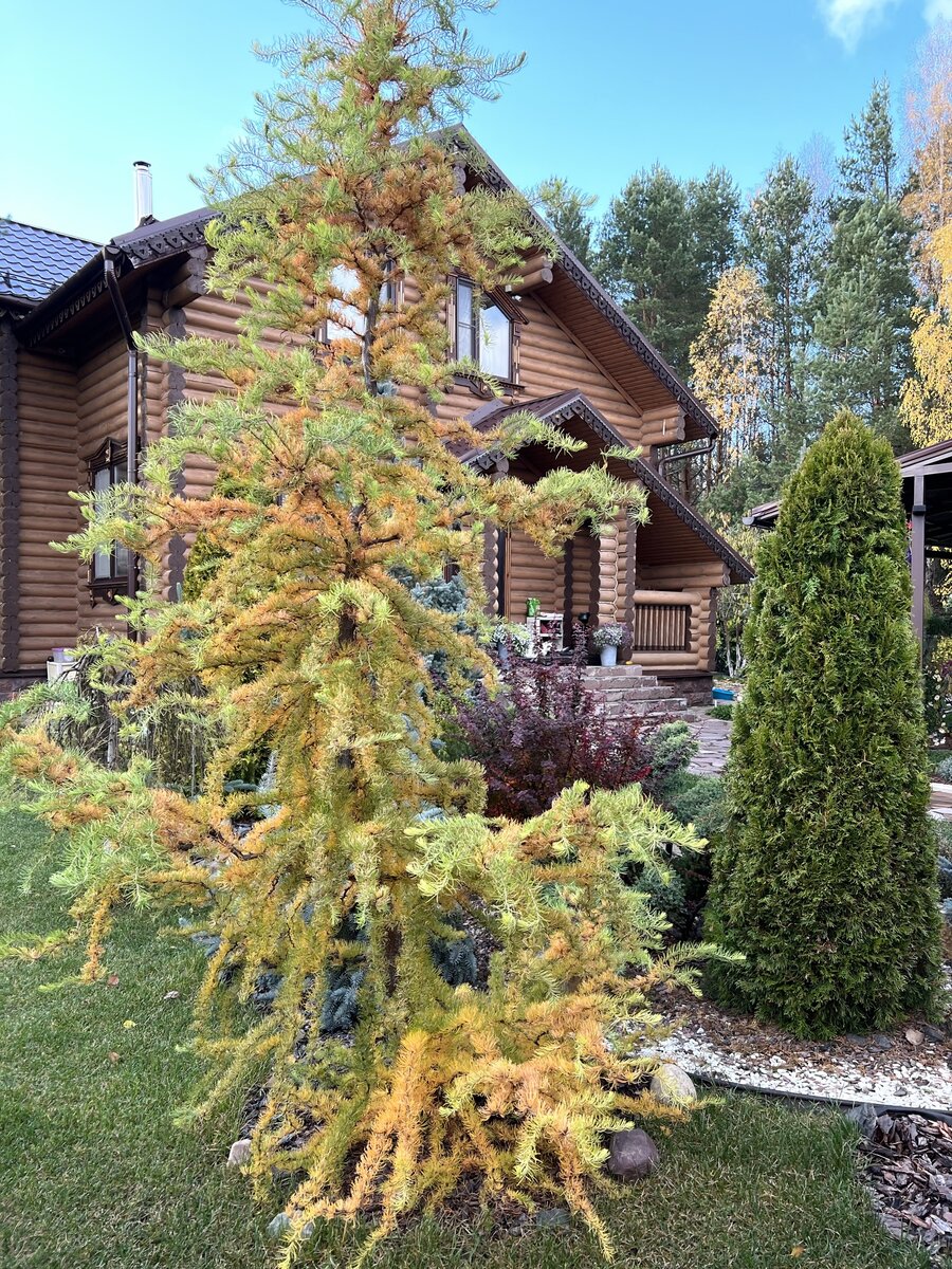 Осень в моем саду